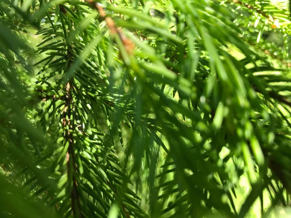 Kapalı Yeşil bitkiler güneşli bir günde 