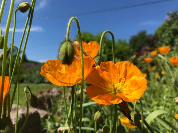 Bir yaz gününde, çiçeklerin rüzgarında yavaşça dalgalanıyor..