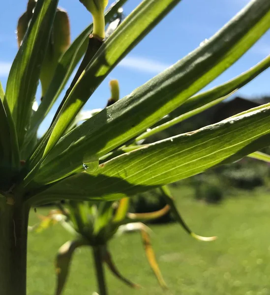 Kapalı Yeşil bitkiler güneşli bir günde 