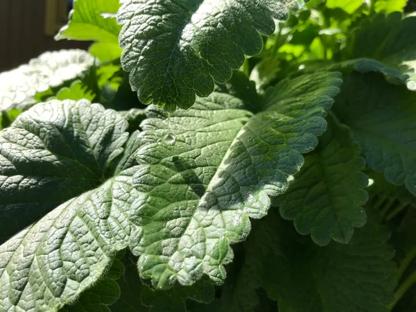 Kapalı Yeşil bitkiler güneşli bir günde 