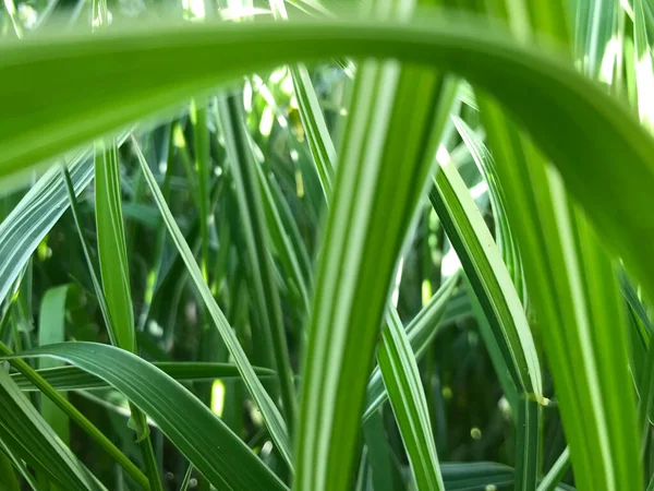 Kapalı Yeşil bitkiler güneşli bir günde 