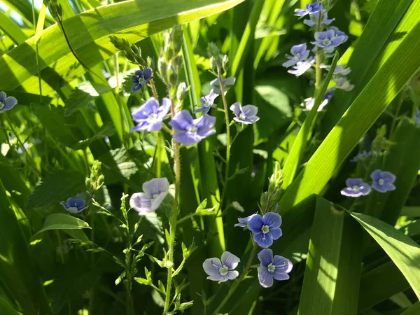 Çiçekler ve bitkilerin arasında, doğada sıcak bir yaz. Temiz hava. Yaban arıları ve arılar. Güneş ve mavi bulutsuz gökyüzü
