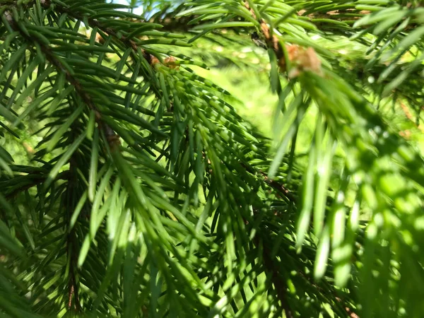 Kapalı Yeşil bitkiler güneşli bir günde 