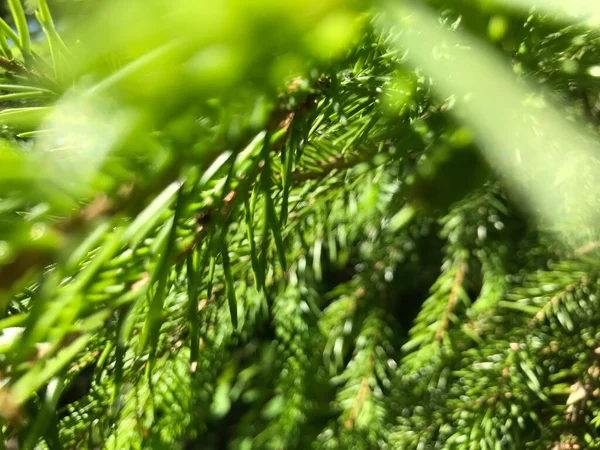 Kapalı Yeşil bitkiler güneşli bir günde 