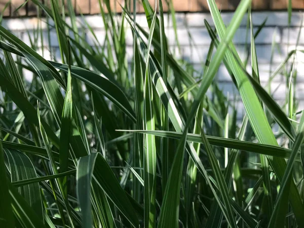 Kapalı Yeşil bitkiler güneşli bir günde 