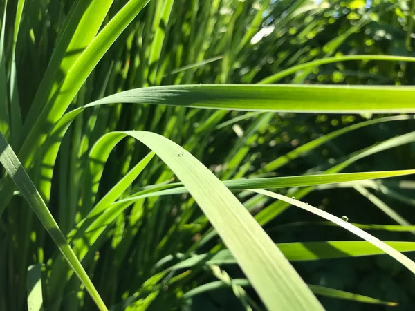 Kapalı Yeşil bitkiler güneşli bir günde 