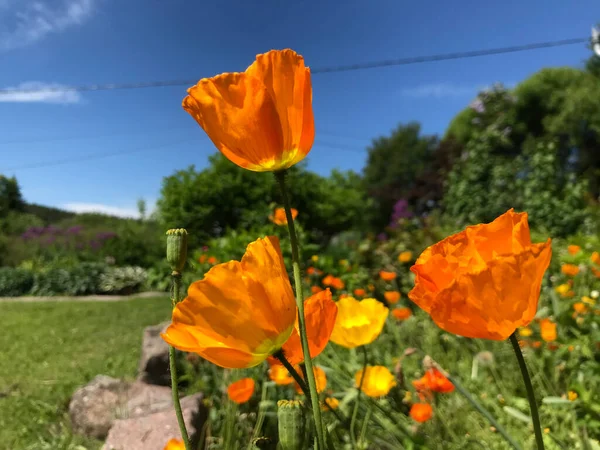 Bir yaz gününde, çiçeklerin rüzgarında yavaşça dalgalanıyor..