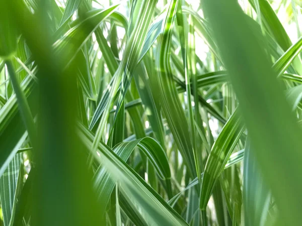 Kapalı Yeşil bitkiler güneşli bir günde 