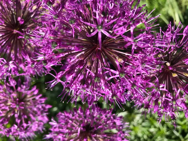 Çiçekler ve bitkilerin arasında, doğada sıcak bir yaz. Temiz hava. Yaban arıları ve arılar. Güneş ve mavi bulutsuz gökyüzü