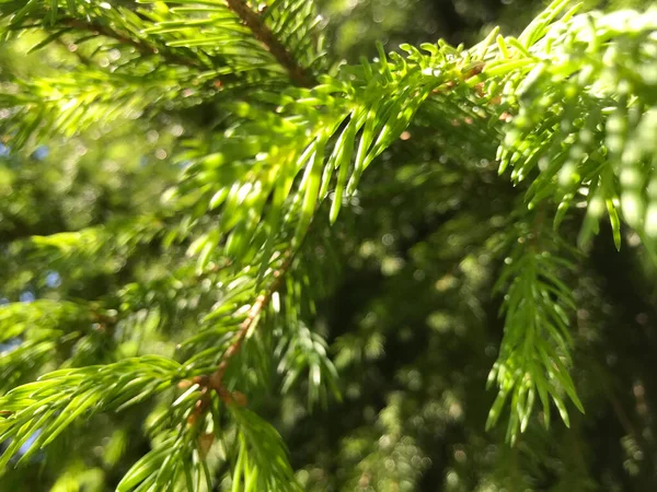 Kapalı Yeşil bitkiler güneşli bir günde 