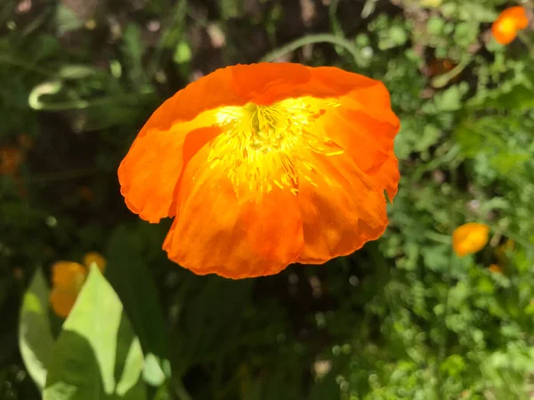 Langsames Winken Wind Der Blumen Einem Sommertag Stockbild