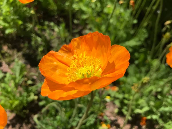 Langsames Winken Wind Der Blumen Einem Sommertag lizenzfreie Stockbilder