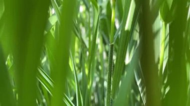 Çiçekler ve bitkilerin arasında, doğada sıcak bir yaz. Temiz hava. Yaban arıları ve arılar. Güneş ve mavi bulutsuz gökyüzü. Daha iyi ne olabilir?