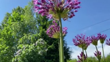 Çiçekler ve bitkilerin arasında, doğada sıcak bir yaz. Temiz hava. Yaban arıları ve arılar. Güneş ve mavi bulutsuz gökyüzü.   