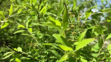 Çiçekler ve bitkilerin arasında, doğada sıcak bir yaz. Temiz hava. Yaban arıları ve arılar. Güneş ve mavi bulutsuz gökyüzü.  