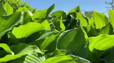 Çiçekler ve bitkilerin arasında, doğada sıcak bir yaz. Temiz hava. Yaban arıları ve arılar. Güneş ve mavi bulutsuz gökyüzü.   