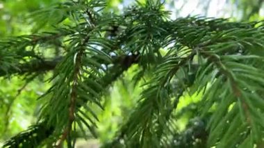 Çiçekler ve bitkilerin arasında, doğada sıcak bir yaz. Temiz hava. Yaban arıları ve arılar. Güneş ve mavi bulutsuz gökyüzü.  