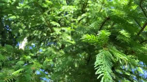 Heißer Sommer Der Natur Zwischen Blumen Und Kräutern Frische Luft — Stockvideo