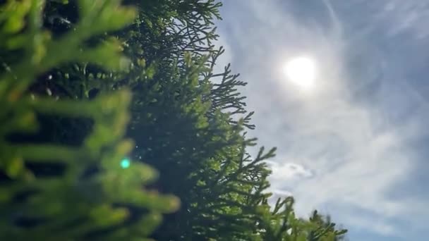 炎热的夏天 在大自然中 在花朵和草本之间 新鲜空气 大黄蜂和蜜蜂 太阳和无云的蓝天 还有什么比这更好的 — 图库视频影像