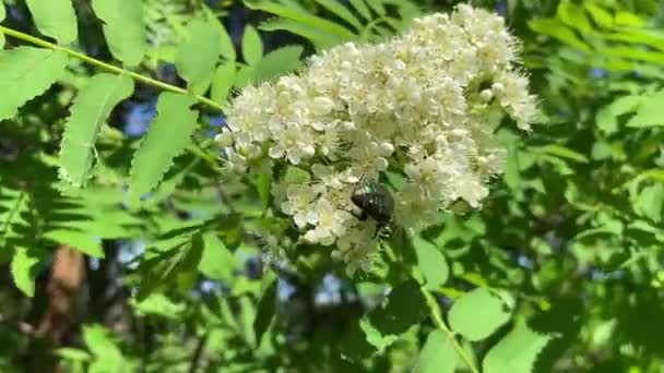 花やハーブの間で 自然の中で暑い夏 新鮮な空気だ バンブルビーとミツバチ 太陽と青い雲のない空 — ストック動画