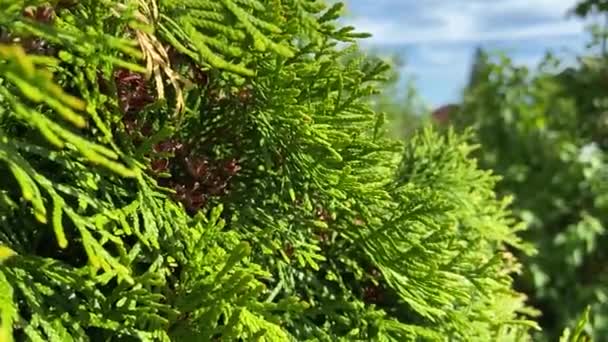 Varm Sommar Naturen Bland Blommor Och Örter Frisk Luft Humlor — Stockvideo