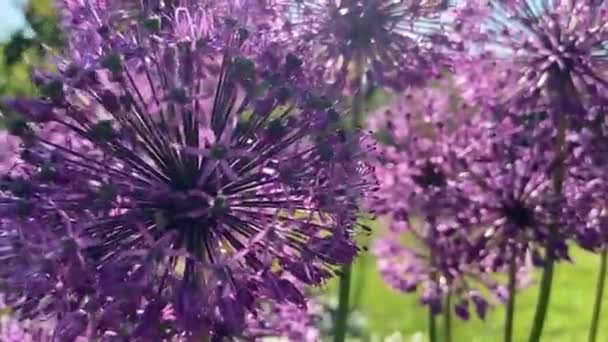 Verano Caluroso Naturaleza Entre Flores Hierbas Aire Fresco Abejas Abejas — Vídeo de stock