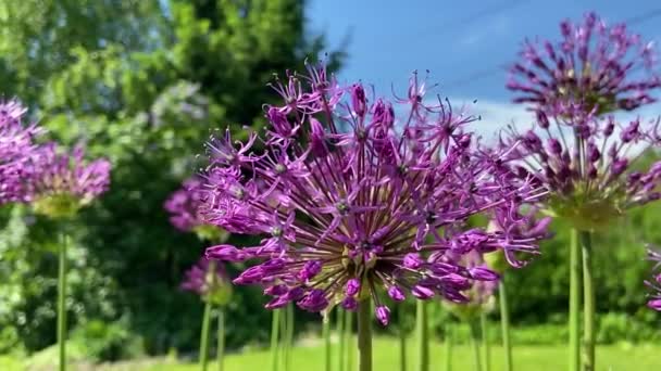 Forró Nyár Természetben Virágok Gyógynövények Között Friss Levegő Űrdongók Méhek — Stock videók
