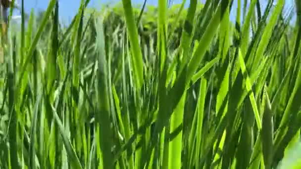 Été chaud dans la nature, parmi les fleurs et les herbes. De l'air frais. Des bourdons et des abeilles. Le soleil et le ciel bleu sans nuages.   