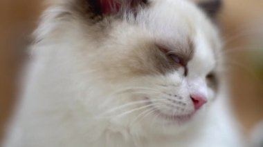 Beyaz Ragdoll kedisi ahşap bir zeminde uyuyor ve dinleniyor. Bulanık arkaplan, yavaş çekim, açık renk.