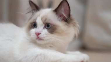Beyaz Ragdoll kedisi ahşap bir zeminde uyuyor ve dinleniyor. Bulanık arkaplan, yavaş çekim, açık renk.