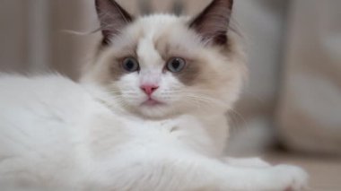 Beyaz Ragdoll kedisi ahşap bir zeminde uyuyor ve dinleniyor. Bulanık arkaplan, yavaş çekim, açık renk.