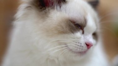 Beyaz Ragdoll kedisi ahşap bir zeminde uyuyor ve dinleniyor. Bulanık arkaplan, yavaş çekim, açık renk.