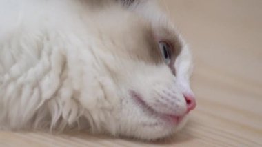 Beyaz Ragdoll kedisi ahşap bir zeminde uyuyor ve dinleniyor. Bulanık arkaplan, yavaş çekim, açık renk.