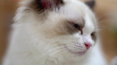 Beyaz Ragdoll kedisi ahşap bir zeminde uyuyor ve dinleniyor. Bulanık arkaplan, yavaş çekim, açık renk.