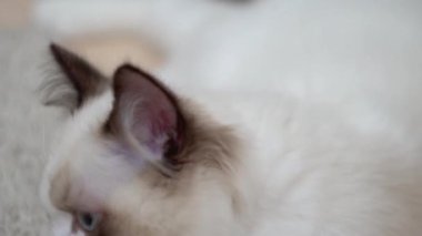 Beyaz Ragdoll kedisi ahşap bir zeminde uyuyor ve dinleniyor. Bulanık arkaplan, yavaş çekim, açık renk.