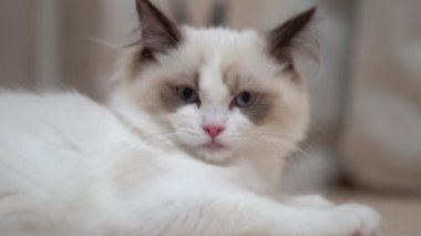 Beyaz Ragdoll kedisi ahşap bir zeminde uyuyor ve dinleniyor. Bulanık arkaplan, yavaş çekim, açık renk.