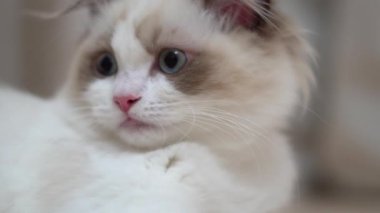 Beyaz Ragdoll kedisi ahşap bir zeminde uyuyor ve dinleniyor. Bulanık arkaplan, yavaş çekim, açık renk.
