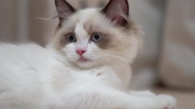 Beyaz Ragdoll kedisi ahşap bir zeminde uyuyor ve dinleniyor. Bulanık arkaplan, yavaş çekim, açık renk.