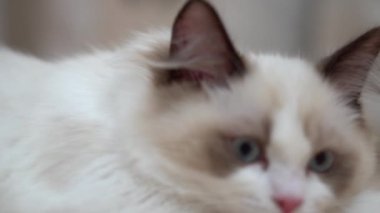 Beyaz Ragdoll kedisi ahşap bir zeminde uyuyor ve dinleniyor. Bulanık arkaplan, yavaş çekim, açık renk.