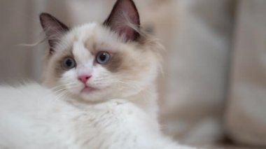 Beyaz Ragdoll kedisi ahşap bir zeminde uyuyor ve dinleniyor. Bulanık arkaplan, yavaş çekim, açık renk.
