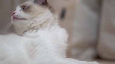 Beyaz Ragdoll kedisi ahşap bir zeminde uyuyor ve dinleniyor. Bulanık arkaplan, yavaş çekim, açık renk.