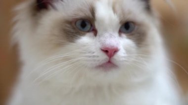 Beyaz Ragdoll kedisi ahşap bir zeminde uyuyor ve dinleniyor. Bulanık arkaplan, yavaş çekim, açık renk.