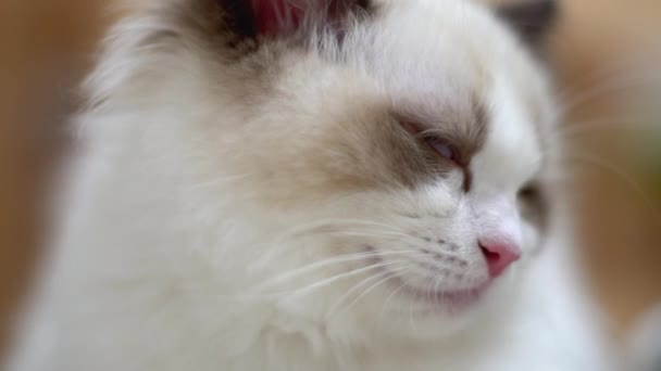 Bílá Kočka Ragdoll Spí Odpočívá Dřevěné Podlaze Rozmazané Pozadí Zpomalený — Stock video