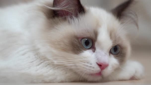 White Ragdoll Cat Sleeps Rests Wooden Floor Blurred Background Slow — Stock Video