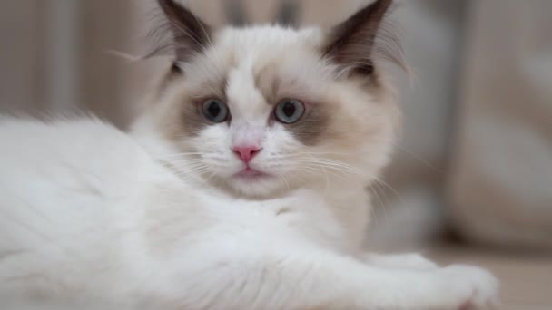 White Ragdoll Cat Sleeps Rests Wooden Floor Blurred Background Slow — Stock Video