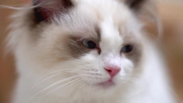 Λευκή Γάτα Ragdoll Κοιμάται Και Στηρίζεται Ένα Ξύλινο Πάτωμα Θολή — Αρχείο Βίντεο