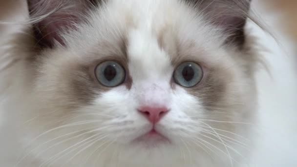 White Ragdoll Cat Sleeps Rests Wooden Floor Blurred Background Slow — Stock Video