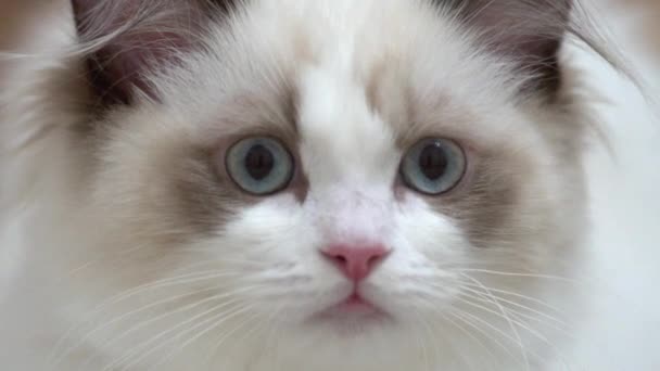 White Ragdoll Cat Sleeps Rests Wooden Floor Blurred Background Slow — Stock Video