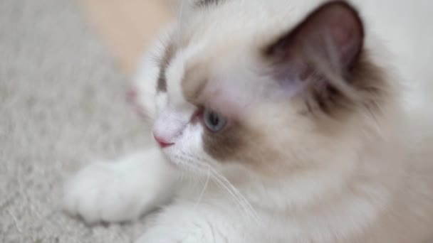 白いラグドール猫は眠り 木製の床に眠っています ぼやけた背景 スローモーション ライトカラー — ストック動画