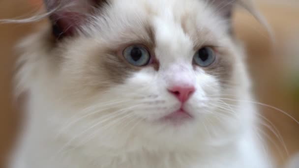 Witte Ragdoll Kat Slaapt Rust Een Houten Vloer Wazige Achtergrond — Stockvideo